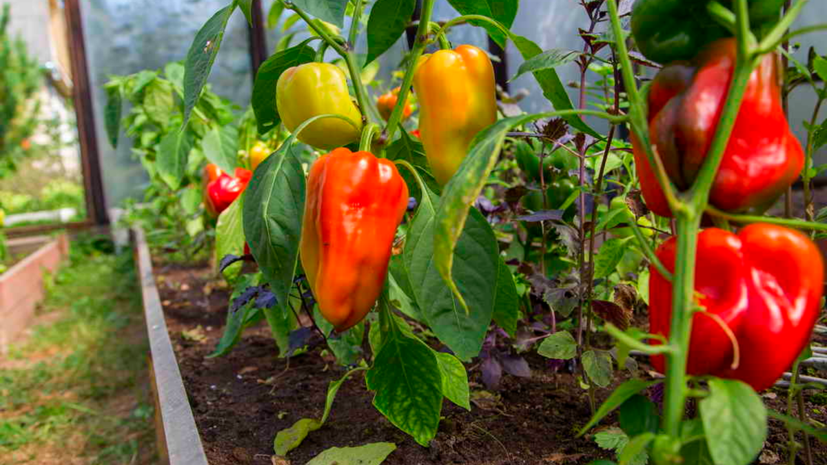 Вот такими стали мои перцы после одной простой добавки в лунку