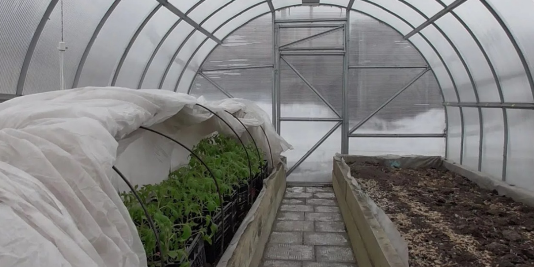 Выношу рассаду томатов в теплицу в марте. Минус 5 не страшен с укрытием