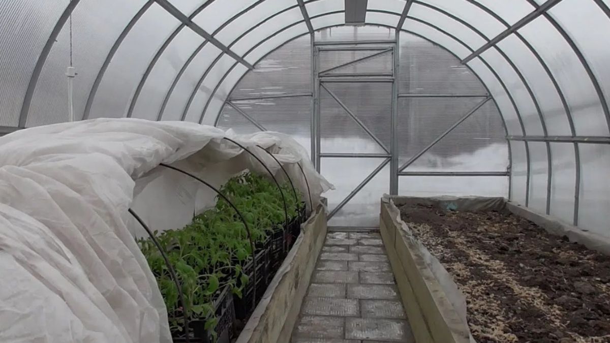 Март. Рассада томатов спокойно переносит минус 5 под укрытием