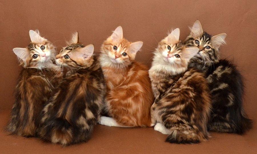 Загадка короткого хвоста или почему у некоторых кошек он такой