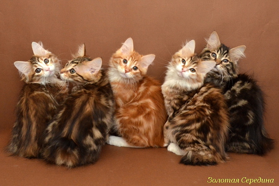 Котята породы курильский бобтейл, питомник Золотая середина