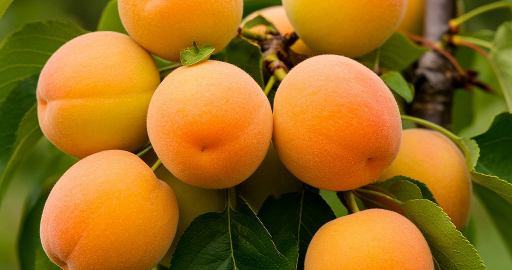 Абрикосовое изобилие: как правильно кормить дерево для получения сладкого урожая