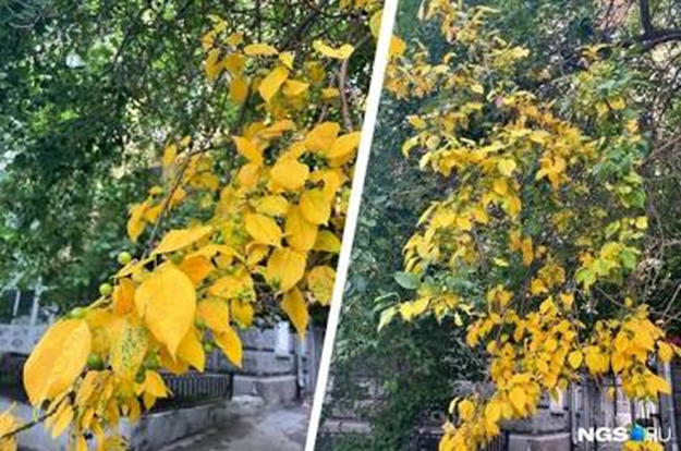 Желтые листья летом