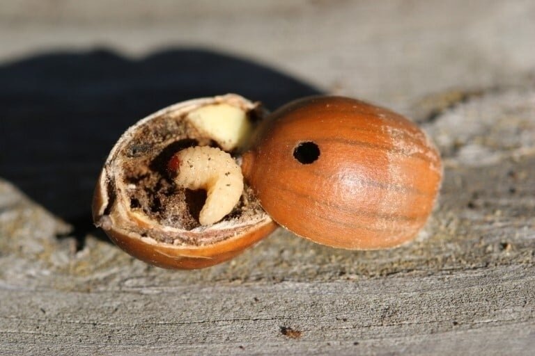 Личинка орехового долгоносика вместо урожая оставит вам пустые дырявые орешки