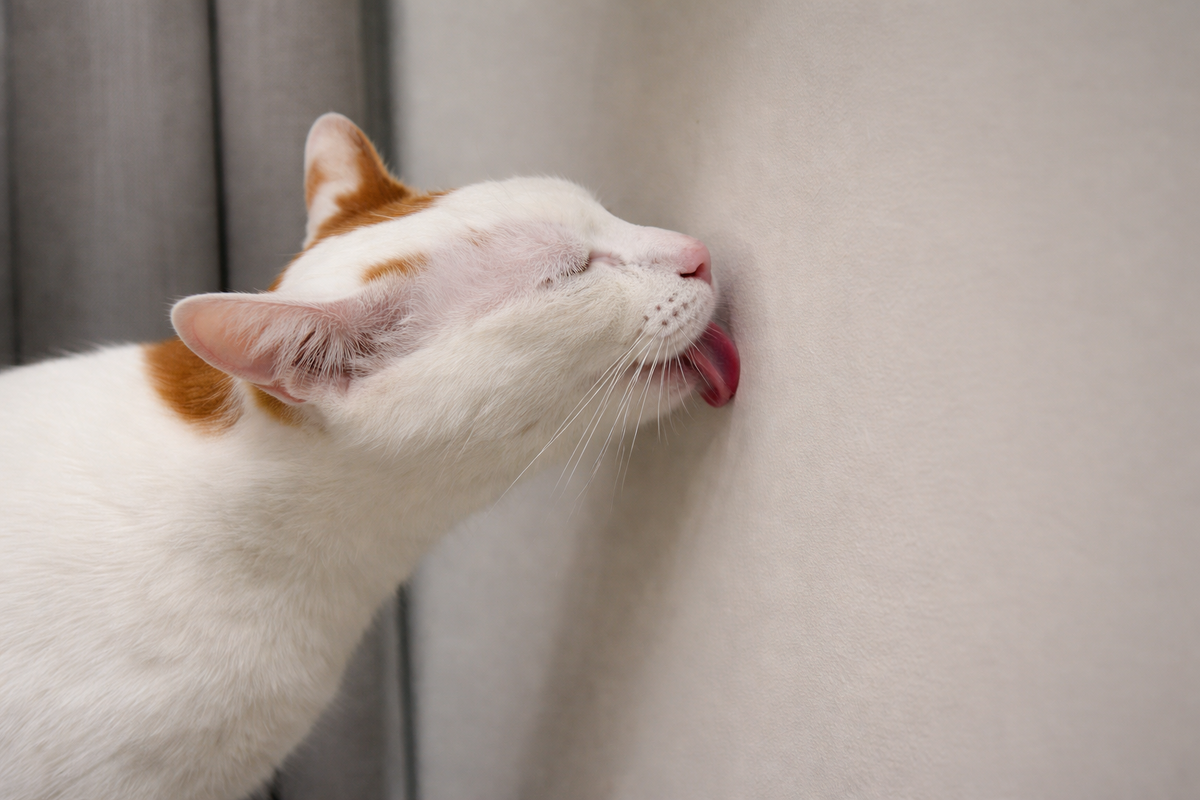 Кошка лижет стену