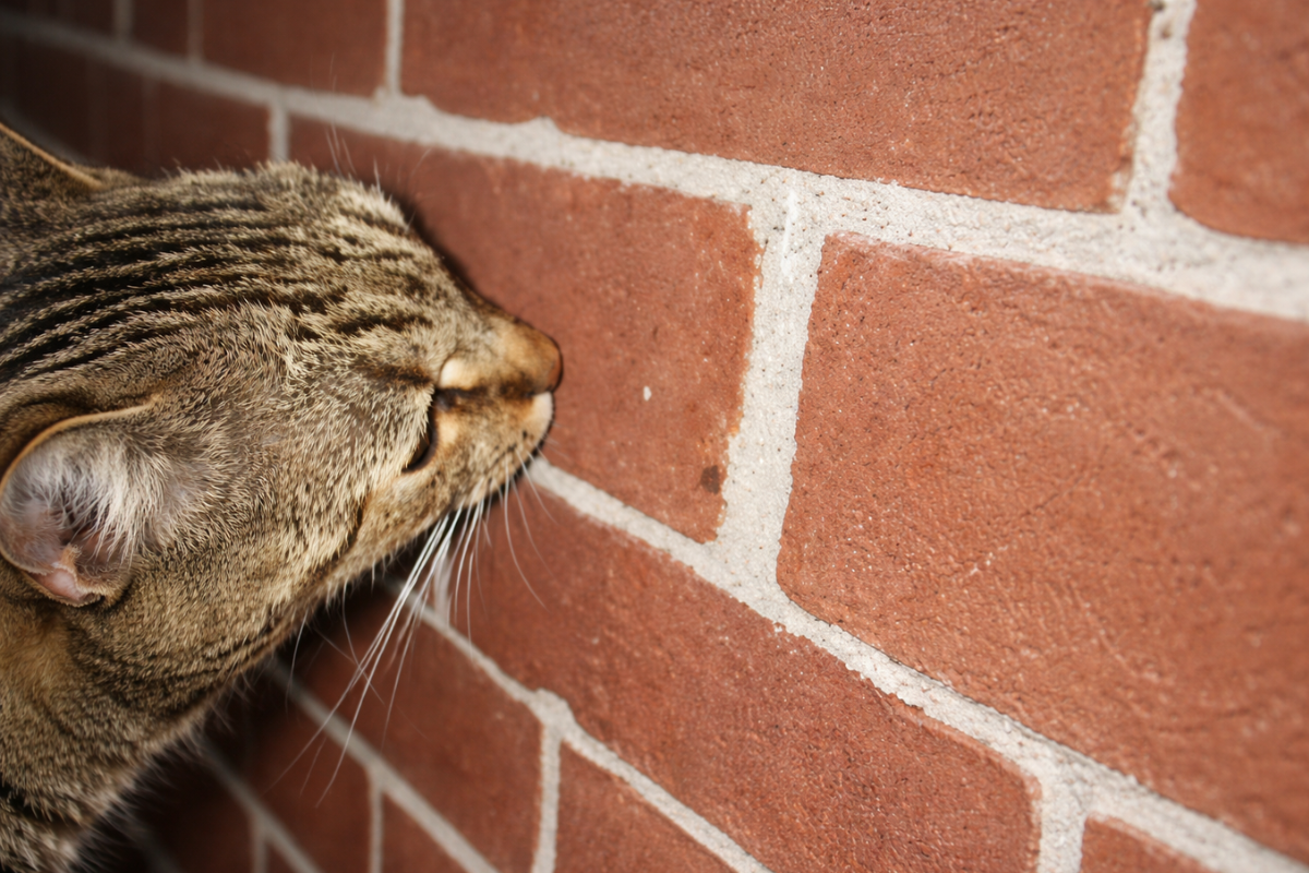 Кошка лижет кирпичную стену