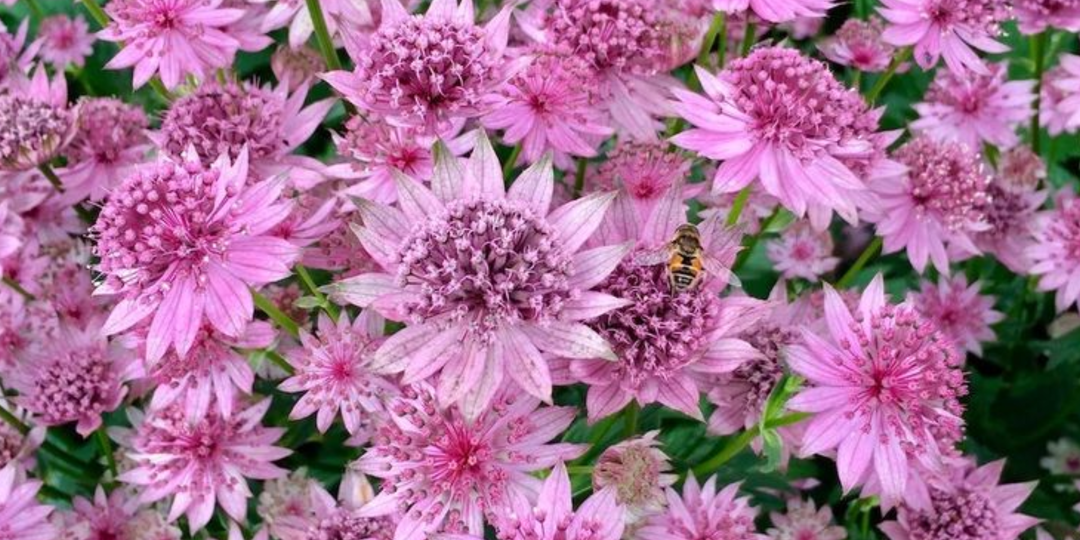 Посадил - и забыл: самый неприхотливый многолетник для сада, долго цветет