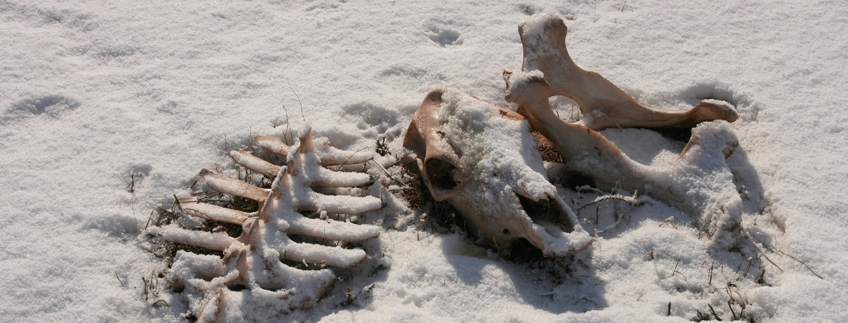    Автор фото: Melissa E Dockstader / Shutterstock / FOTODOM