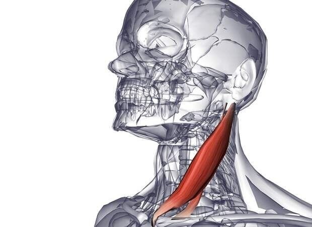 Грудино-ключично-сосцевидная мышца (ГКСМ)
