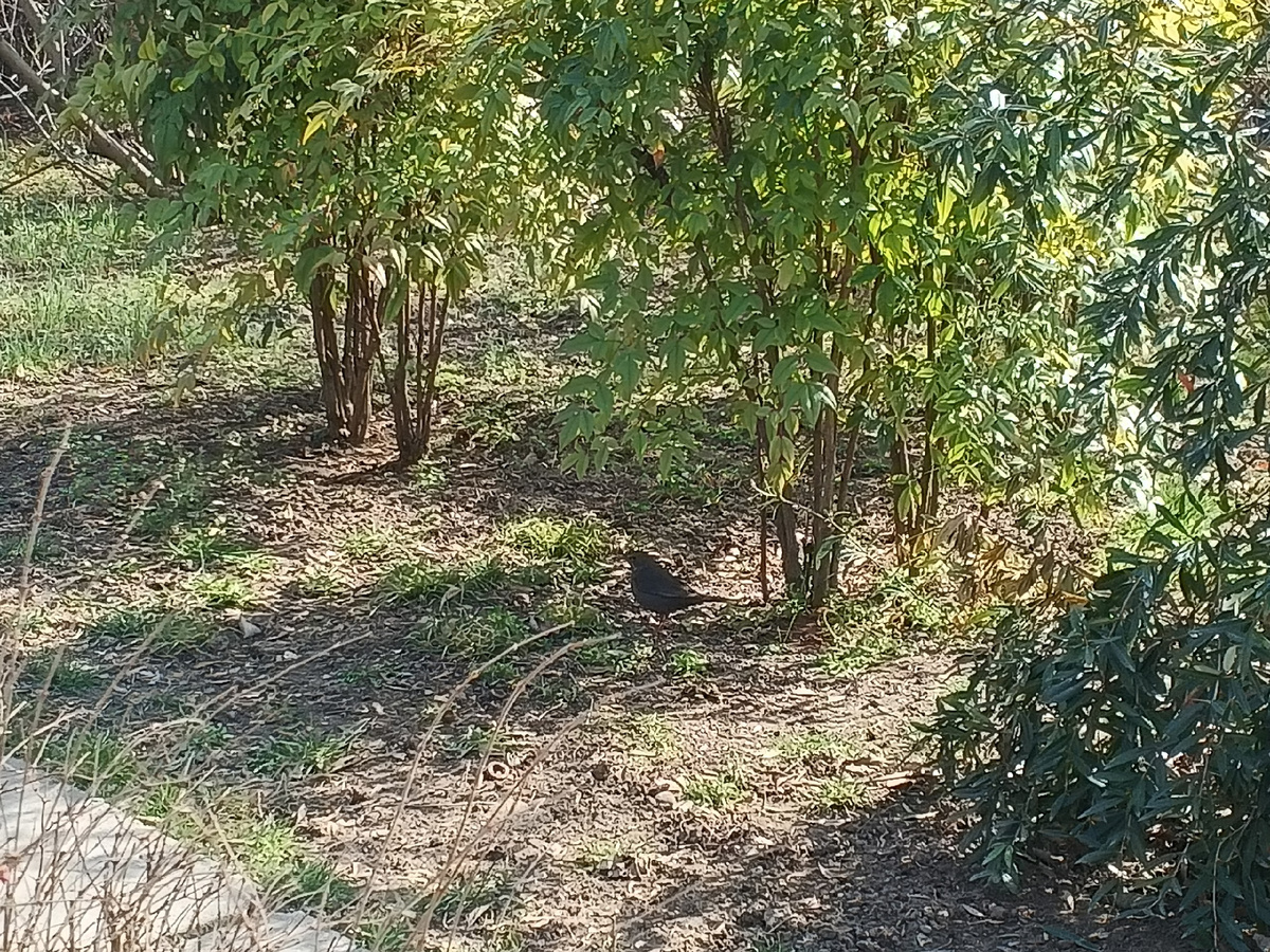 Дрозд. Фото Галины Малышевой.