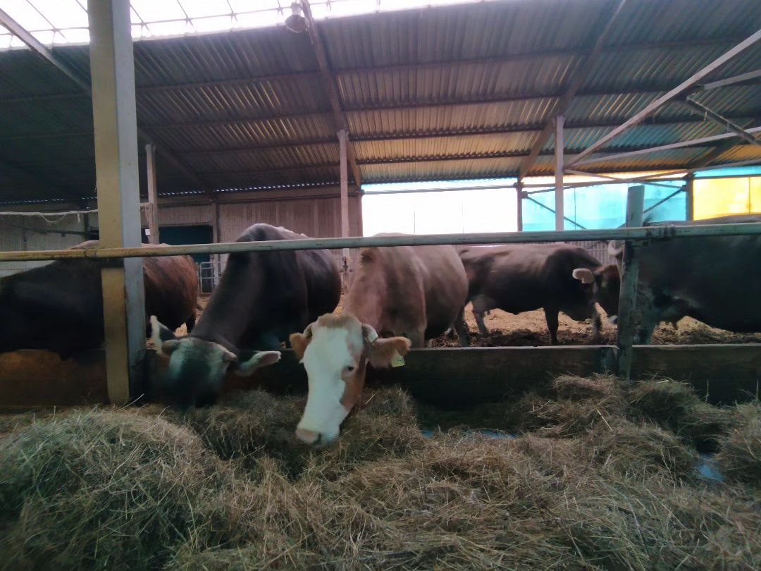 Коровушки фермы Светлоярское