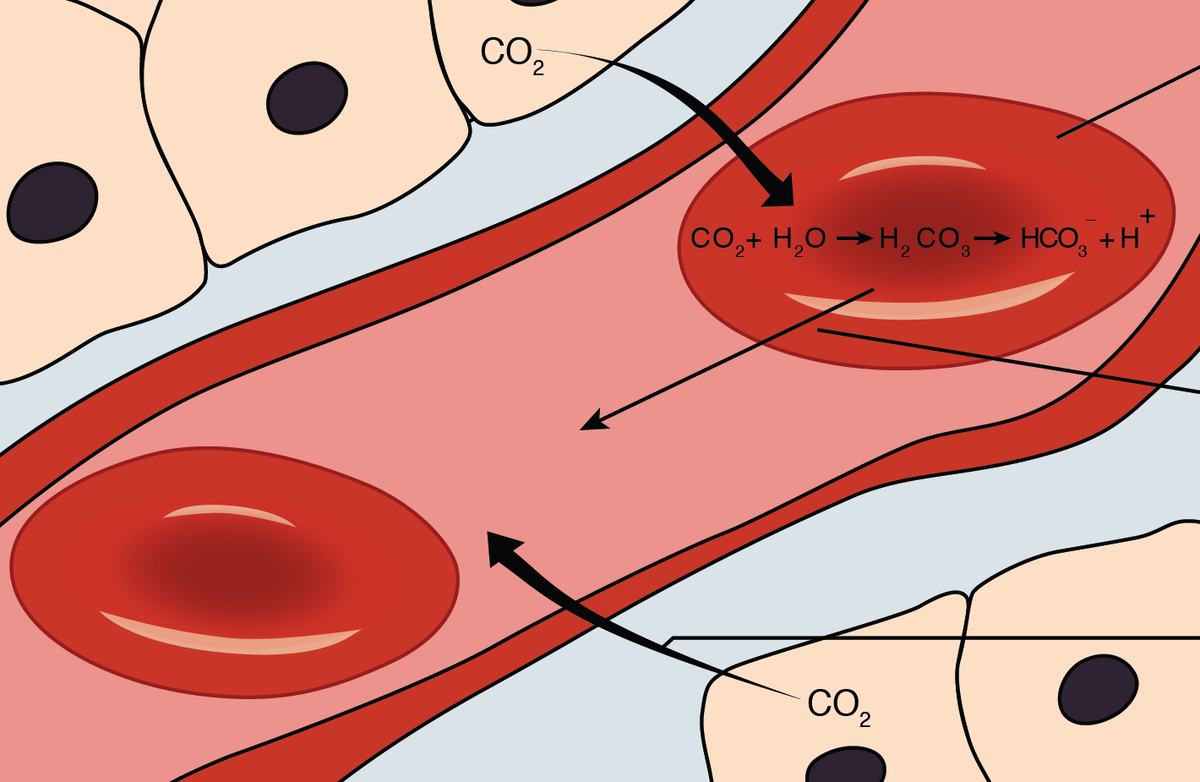 Бикарбонатная буферная система