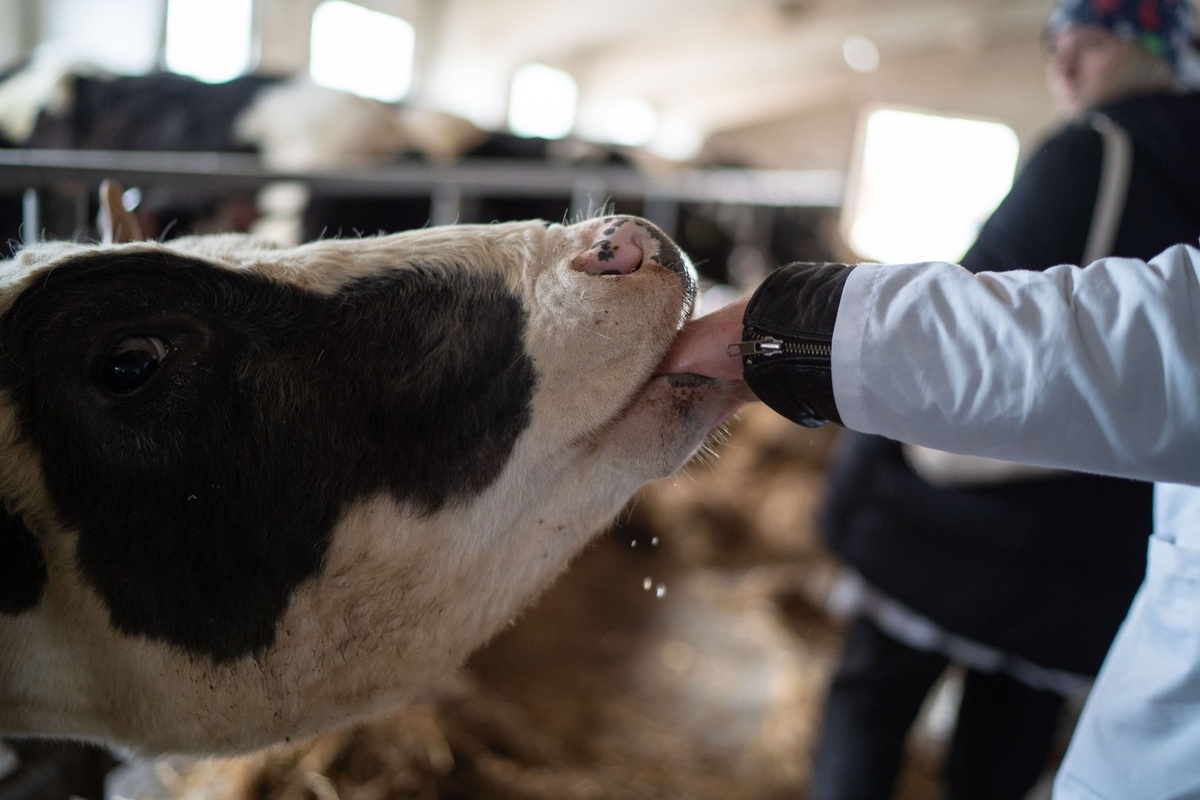 Названа вероятная причина вспышки пастереллеза в Сибири. Фото: Александр Плонский / «ВиЖ».