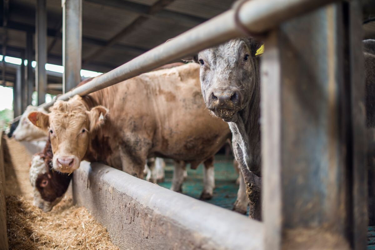 Ситуация с распространением пастереллеза в Сибири под контролем. Фото: levers2007 / GettyImages.