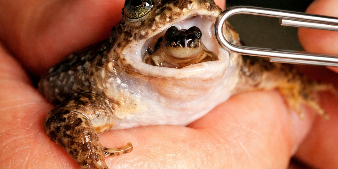 Заботливые лягушки: Вынашивают детей в желудке и рожают через рот