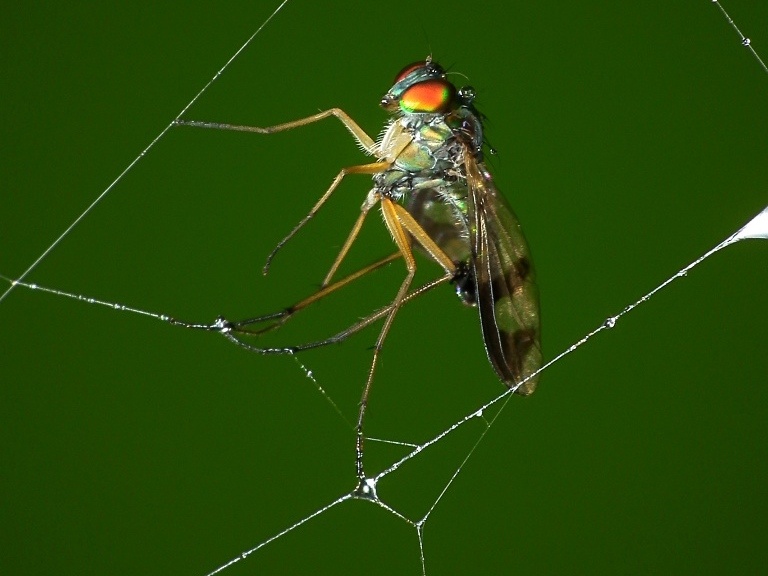     Муха в паутине   
(cc) James Niland