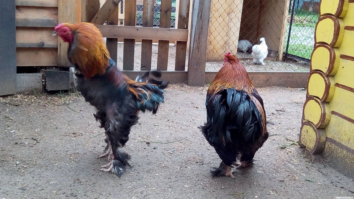     Петухи   
Ольга Перегуд © ИА Красная Весна