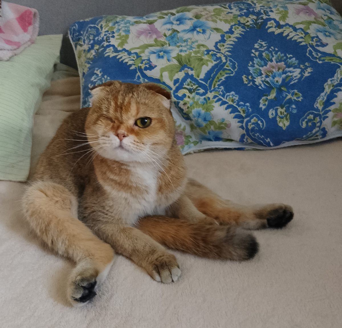 Кошка с чувством прекрасгого