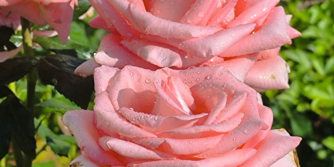 Роза знатного происхождения.