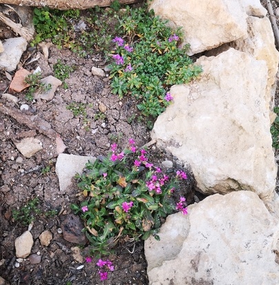 Обриетта. Тоже есть пожелтение листьев после обработок, растет под инжиром