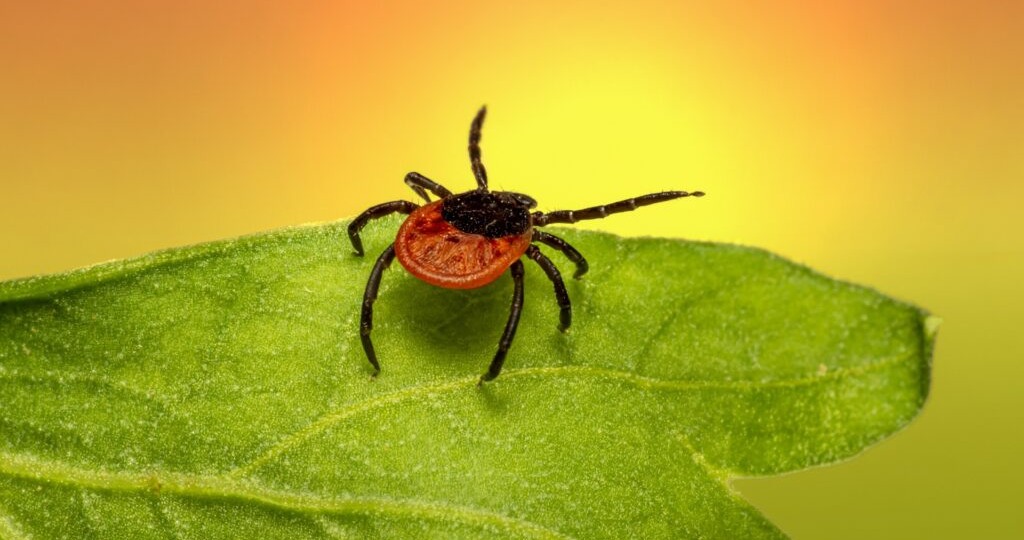 Агрессивные клещи-мутанты из Африки начали нападать на жителей юга РФ