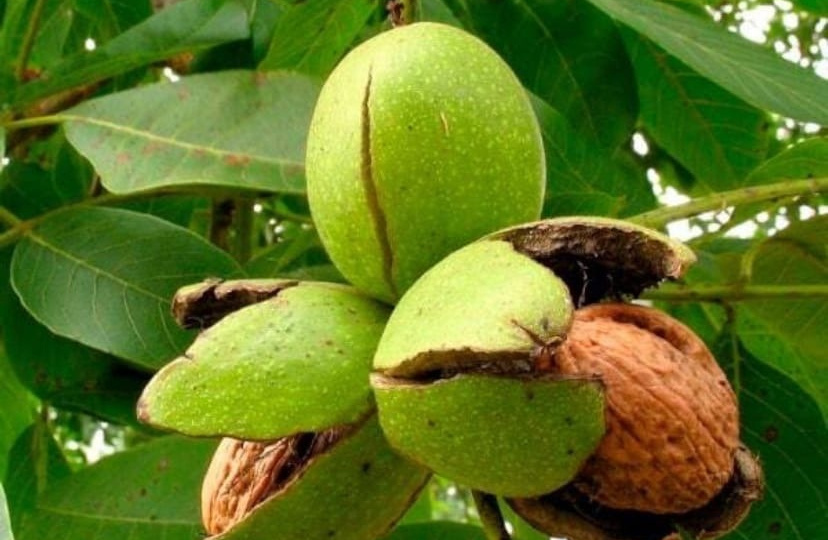 Грецкий орех