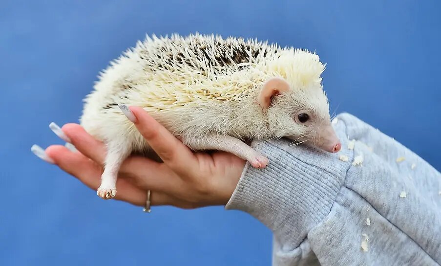    Источник: www.kommersant.ru Виктория Короткова