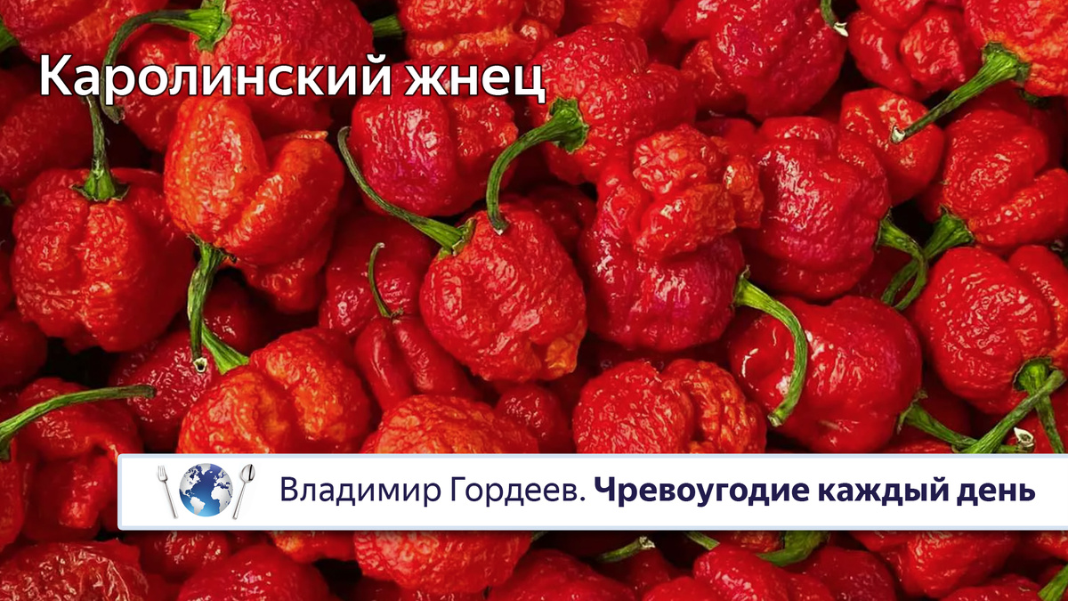 Каролина Рипер ("Каролинский жнец") - самый убойный перец в мире. 