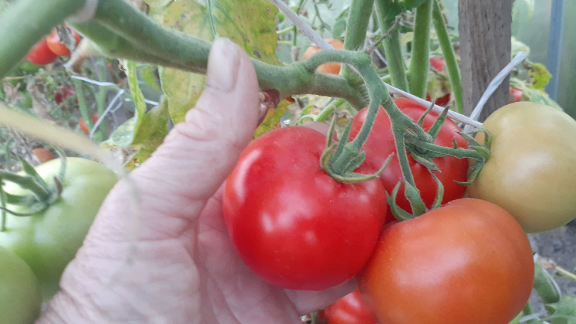    Автор фото - Анна Ефимова