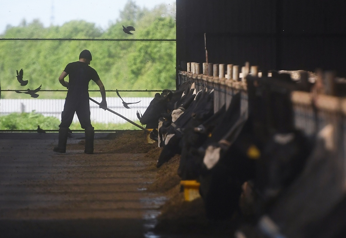    корова ферма скотник (фото: VisualRuan)