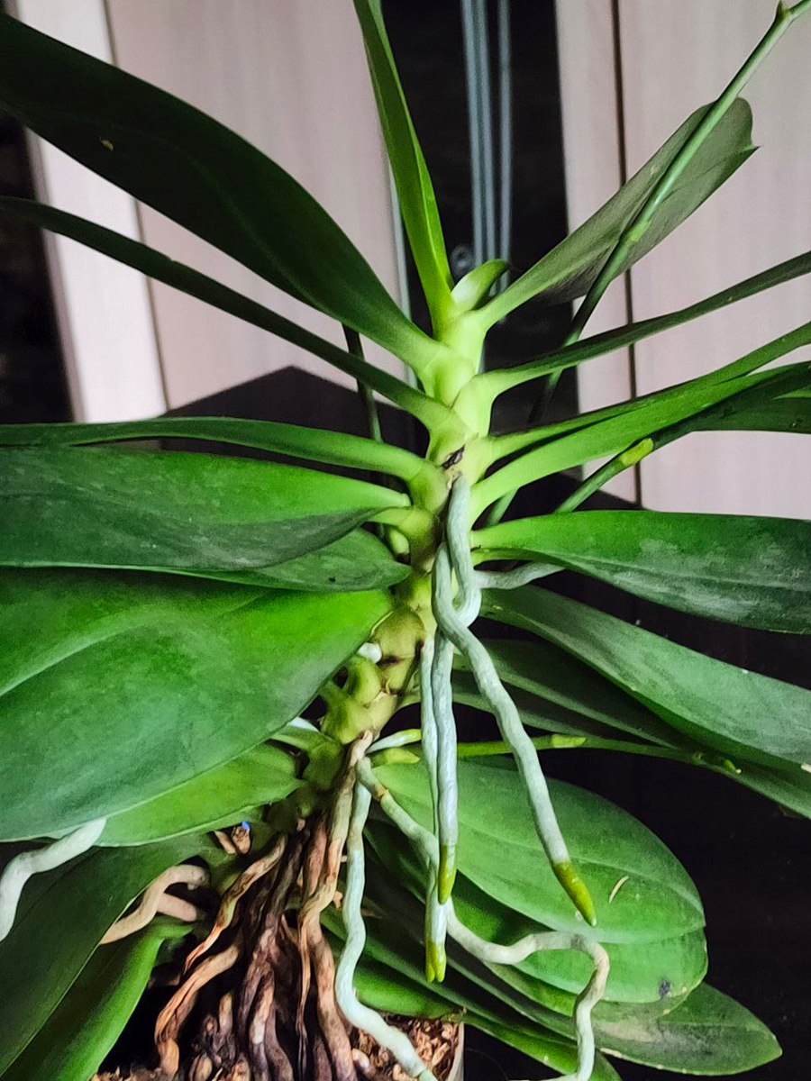 Фото участницы канала Классика Орхидейного Жанра в Telegram https://t.me/c/1953249811/62793