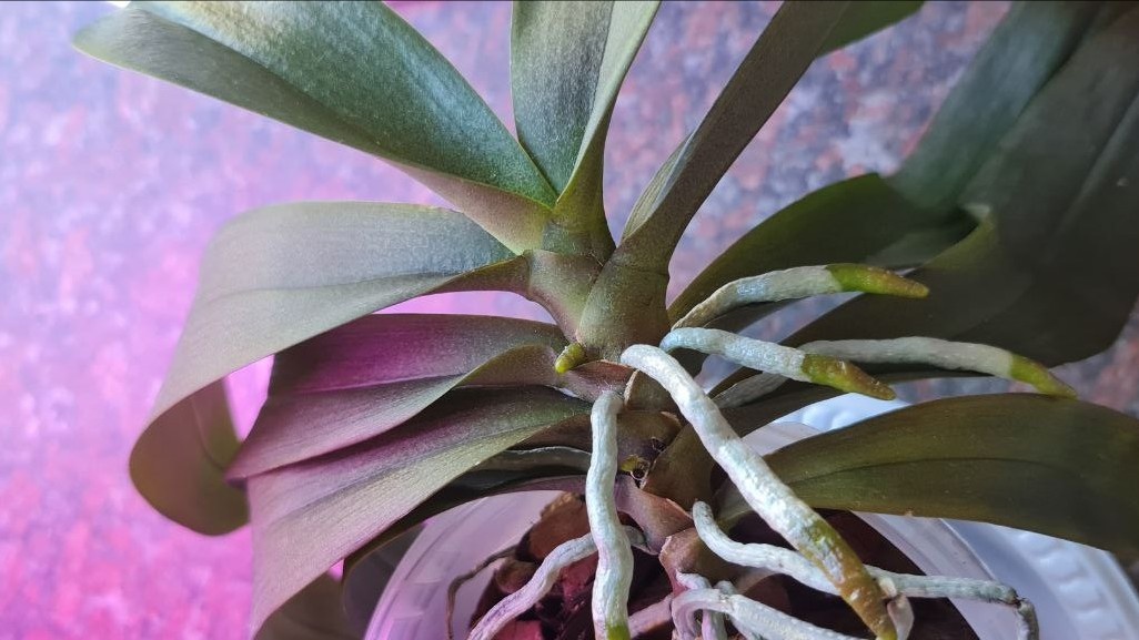 Фото участницы канала Классика Орхидейного Жанра в Telegram 