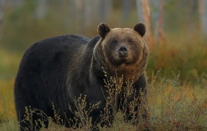 В Красноярском крае стартует выдача разрешений на охоту на бурого медведя