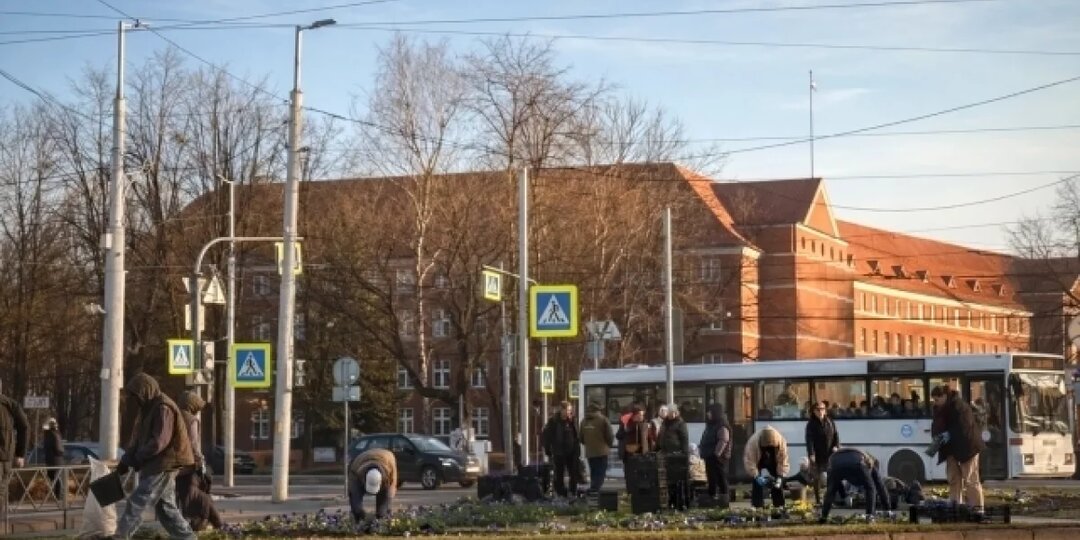 В Калининграде начали высадку цветов на клумбах к началу апреля