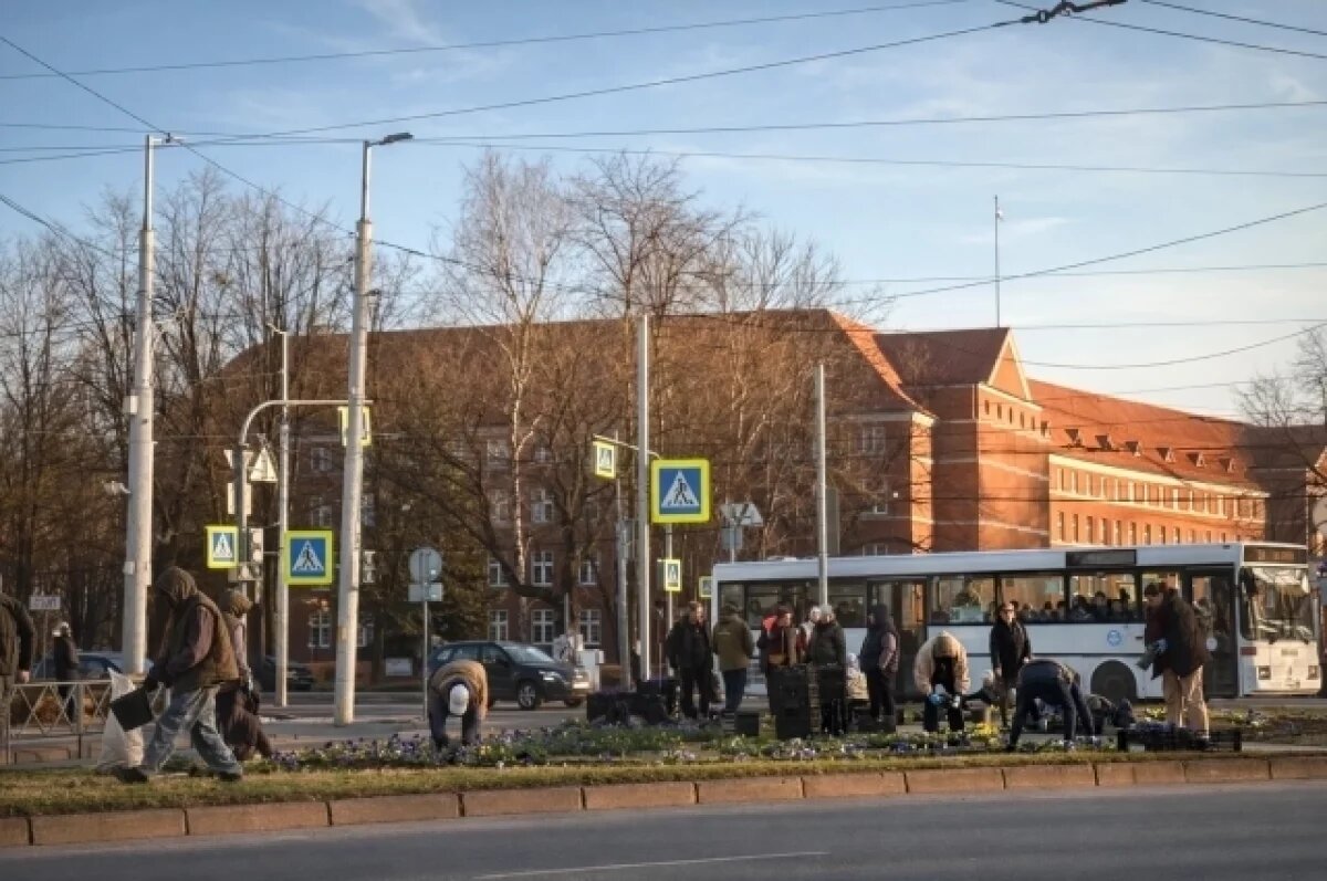    В Калининграде начали высадку цветов на клумбах к началу апреля