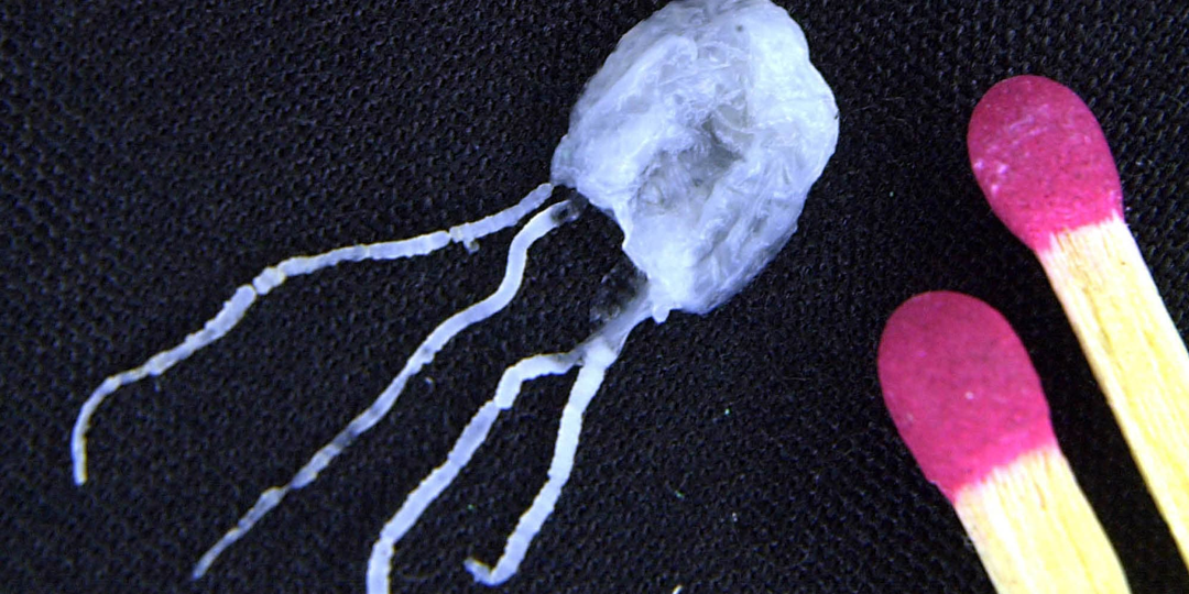 Медуза Ируканджи: Её укус вызывает сумасшествие. 2 см кошмара в водах Австралии