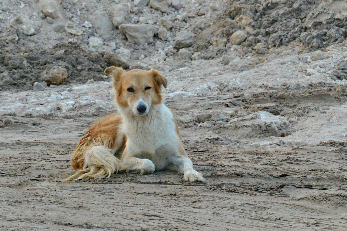 Вот какую-то такую, наверное. Эта ведь тоже бездомная в пустыне...