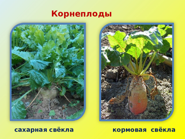 Фото из интернета 🌐