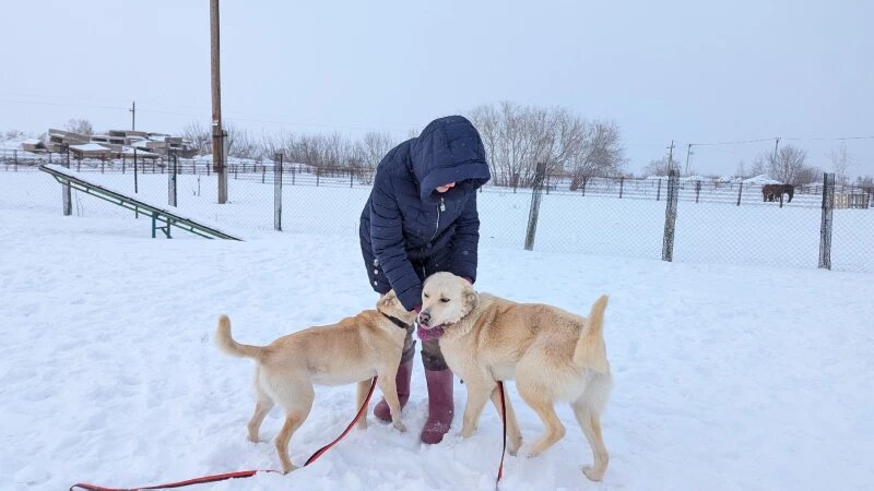     Животные приюта «Ласка». Барнаул Анастасия Панченко