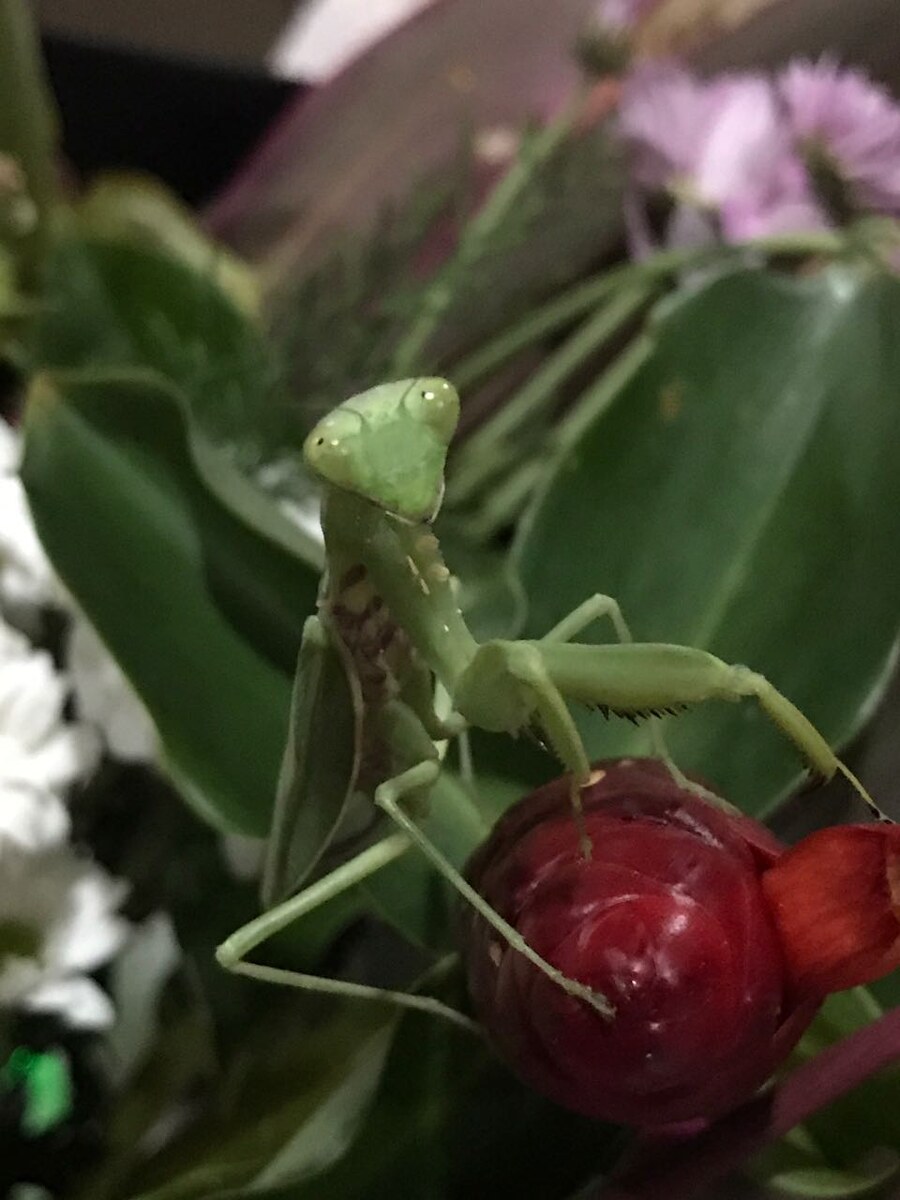 Этот портрет богомола сделам мною на Бали) Прямо как портрет человека, с глазами, направленными на зрителя)