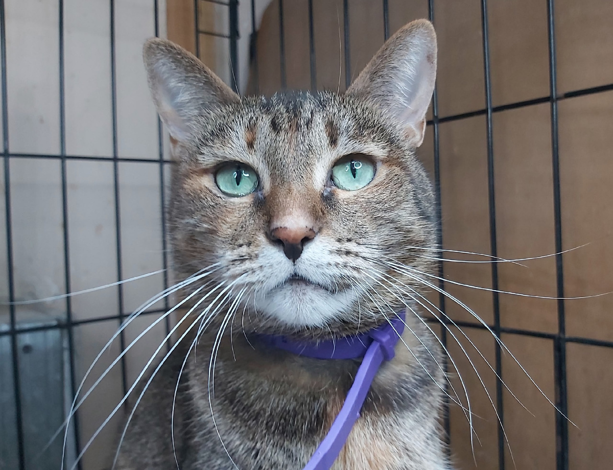 Джул – постоялица приюта.