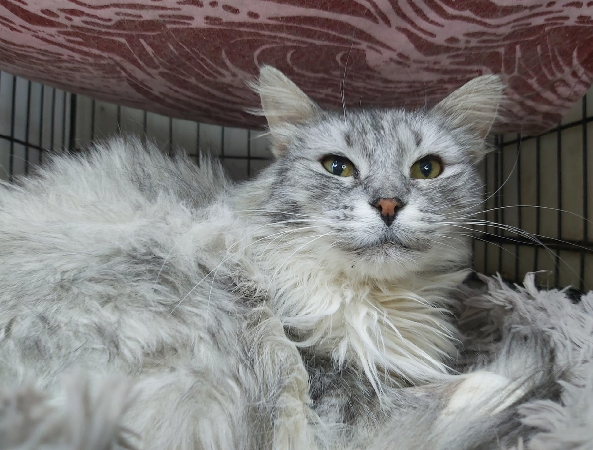 Изюмка – постоялица приюта.