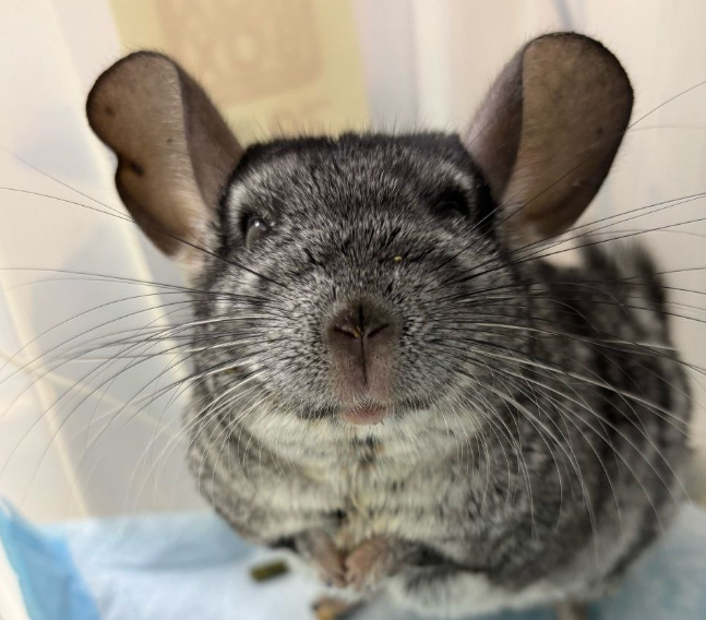    Вместе с Верным Другом