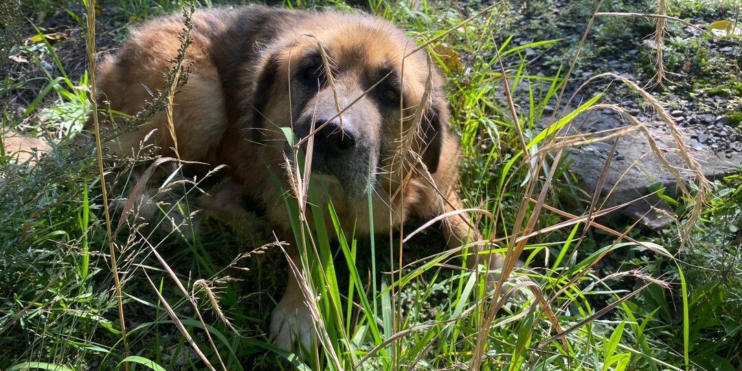 Милый, добрый старичок Алтан убежал на радугу 😭🌈