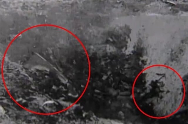    Фото: The Daily Mail/ CC Composite Editor