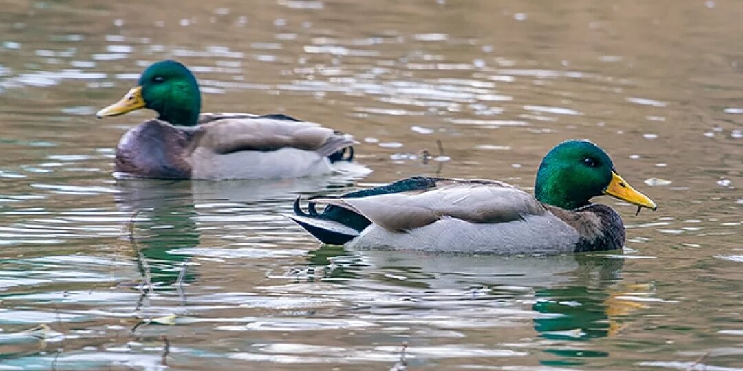 В Томской области утвердили сроки весенней охоты на гусей и уток