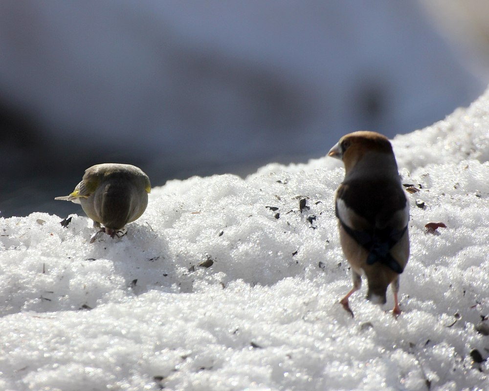 Зеленушка только что приземлился на кормушку возле дома. 7 апреля 2018г. Фото Швецова Вера.