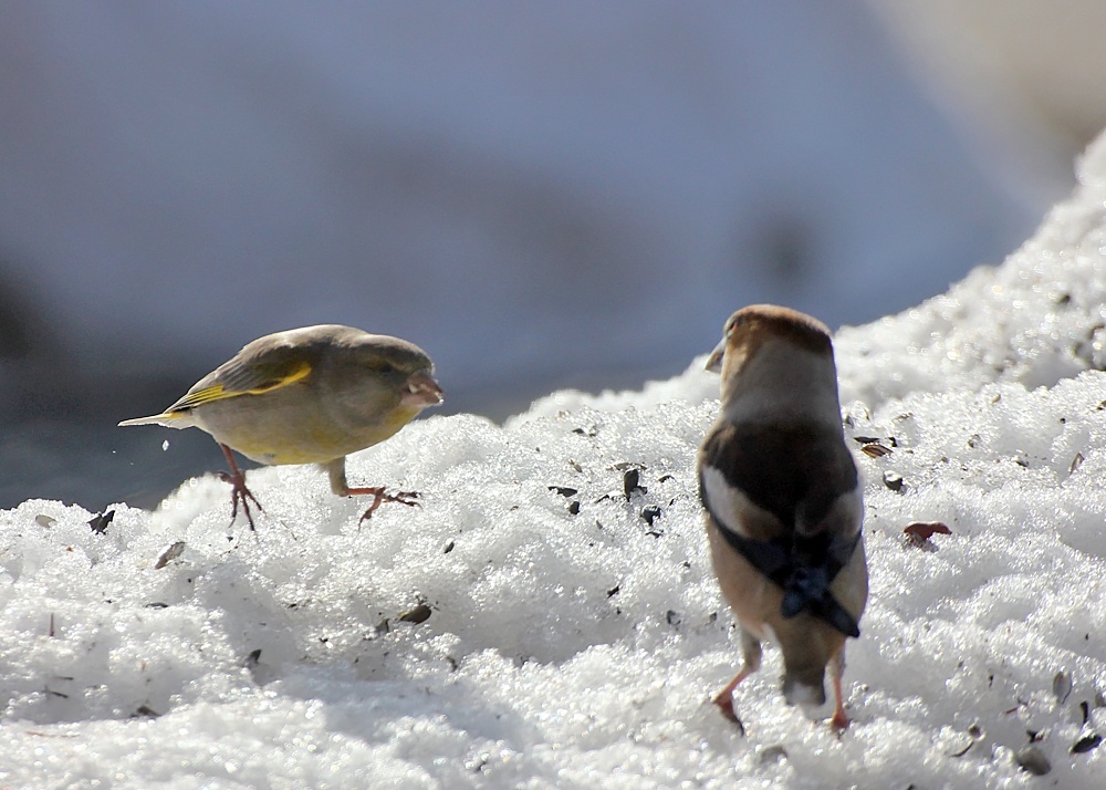 Слышь, ты!!! Ни чё не попутал, Дубонос?!! 😡 7 апреля 2018г. Фото Швецова Вера.