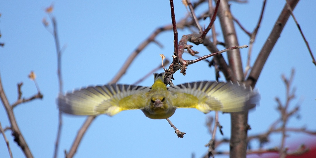 Что я знаю о Зеленушках. Фото-наблюдения с юмором.