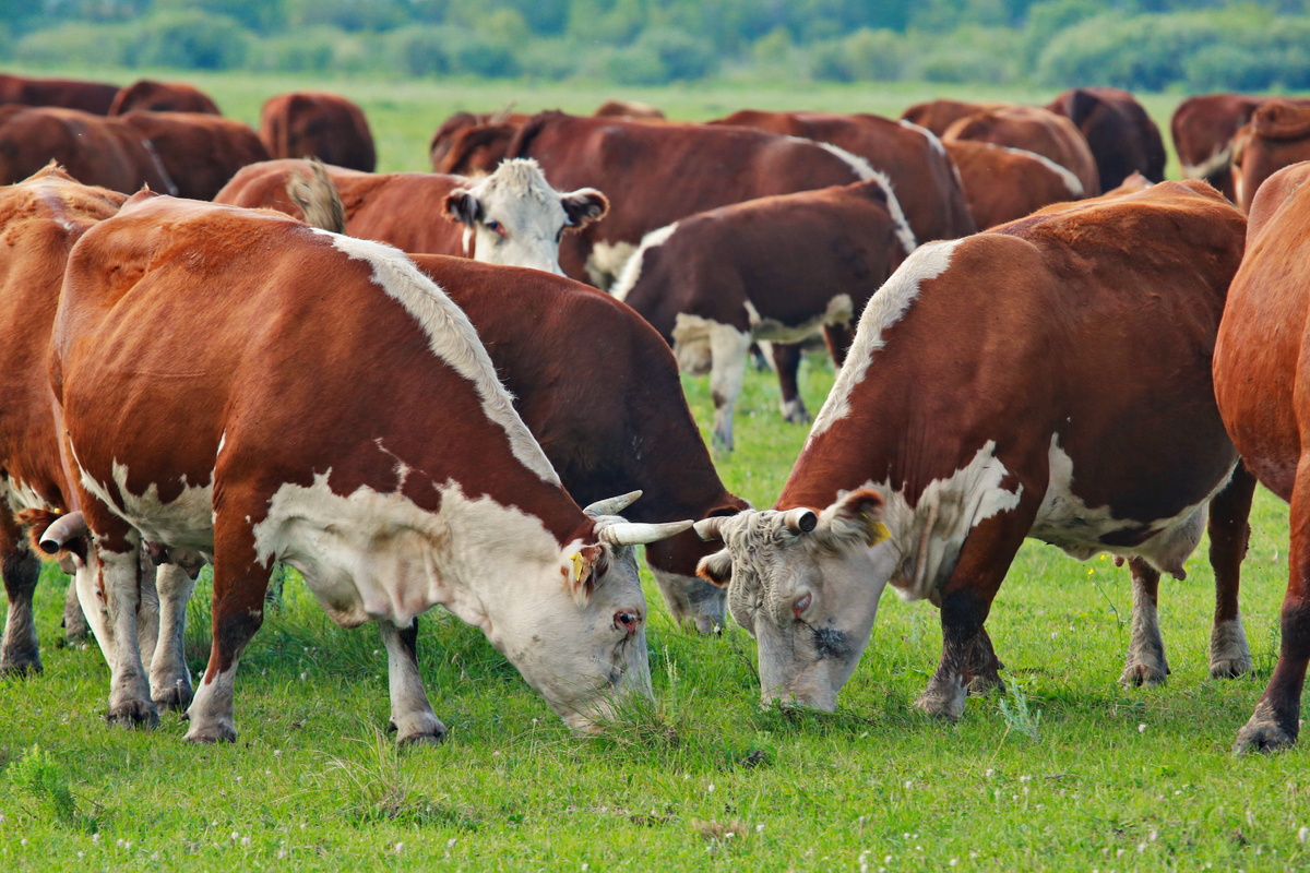    Фото: nsknews.info